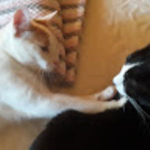 Meet your Posher, Cynthia